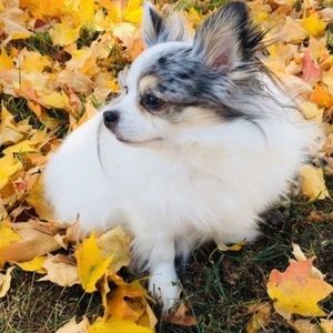 Magic listing S- Large